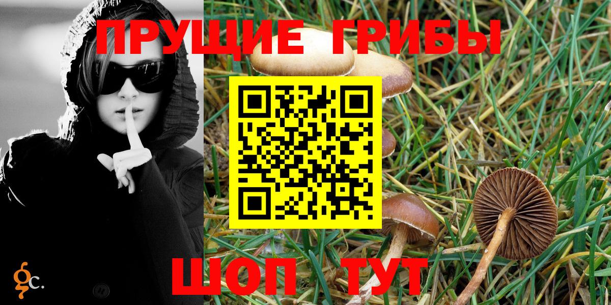 Галлюциногенные грибы Psilocybe Богородицк